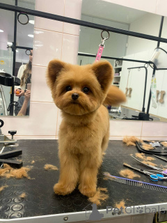 Zdjęcie №1. pudel (zabawka) - na sprzedaż w Miasto Londynu | Bezpłatny | Zapowiedź №157433