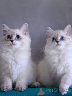 Zdjęcie №1. kot syberyjski - na sprzedaż w Norrköping | negocjowane | Zapowiedź № 167096