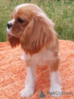 Zdjęcie №3. Piesek Cavalier King Charles Spaniel. Niemcy