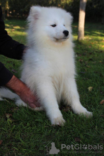 Dodatkowe zdjęcia: Samojed piękny szczeniak