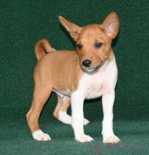 Zdjęcie №1. basenji - na sprzedaż w Mediolan | 1256zł | Zapowiedź №115618