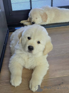 Zdjęcie №2 do zapowiedźy № 171755 na sprzedaż  golden retriever - wkupić się Grecja prywatne ogłoszenie