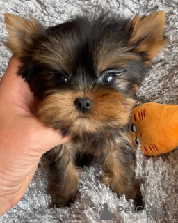 Zdjęcie №2 do zapowiedźy № 133368 na sprzedaż  yorkshire terrier - wkupić się Niemcy prywatne ogłoszenie