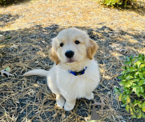 Zdjęcie №2 do zapowiedźy № 158710 na sprzedaż  golden retriever - wkupić się Niemcy prywatne ogłoszenie