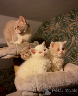Zdjęcie №1. selkirk rex krótkowłosy - na sprzedaż w Günzburg | 2153zł | Zapowiedź № 166298