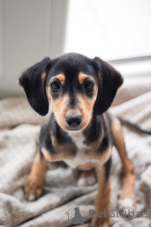 Zdjęcie №4. Sprzedam pies nierasowy w Petersburg. prywatne ogłoszenie - cena - Bezpłatny