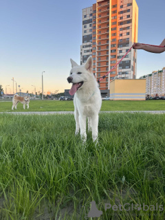 Dodatkowe zdjęcia: Szczenięta Akita Inu