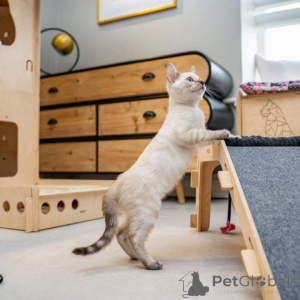 Zdjęcie №2 do zapowiedźy № 153224 na sprzedaż  kot bengalski - wkupić się Szwecja prywatne ogłoszenie