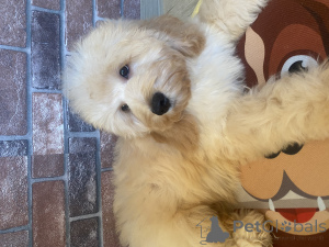 Zdjęcie №3. Szczeniak Cockapoo. Federacja Rosyjska