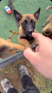 Zdjęcie №1. owczarek belgijski - na sprzedaż w Marsylia | 5214zł | Zapowiedź №166962