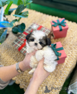 Zdjęcie №1. shih tzu - na sprzedaż w Holstebro | negocjowane | Zapowiedź №169978