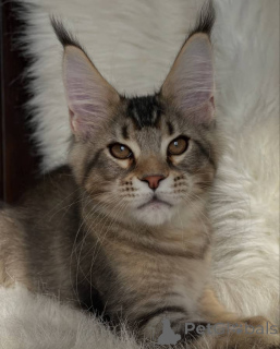 Zdjęcie №3. Maine coony. Wielka Brytania