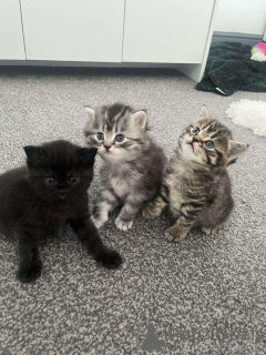 Zdjęcie №1. maine coon - na sprzedaż w Garding | Bezpłatny | Zapowiedź № 145305