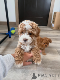 Zdjęcie №3. Dobrze zsocjalizowane szczenięta Cavapoo gotowe do nowych domów. Niemcy