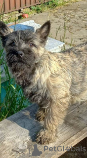 Zdjęcie №2 do zapowiedźy № 83472 na sprzedaż  pies nierasowy - wkupić się Serbia 