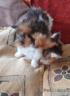 Zdjęcie №2 do zapowiedźy № 168488 na sprzedaż  maine coon - wkupić się Szwecja prywatne ogłoszenie, hodowca