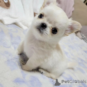 Zdjęcie №1. yorkshire terrier - na sprzedaż w Alabama | negocjowane | Zapowiedź №163961