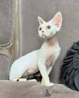 Zdjęcie №2 do zapowiedźy № 173268 na sprzedaż  kot cornish rex - wkupić się Luksemburg prywatne ogłoszenie, hodowca