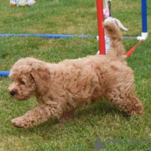 Zdjęcie №4. Sprzedam golden retriever w Dusseldorf. prywatne ogłoszenie - cena - 2870zł