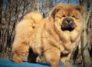 Dodatkowe zdjęcia: Chow Chow psy na sprzedaż