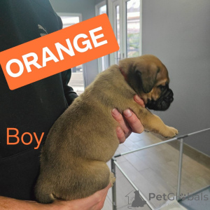 Zdjęcie №3. Dogue de Bordeaux / Presa canario. Australia