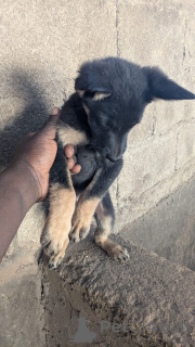 Zdjęcie №1. owczarek niemiecki - na sprzedaż w Kalifornia | negocjowane | Zapowiedź №165025