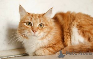 Zdjęcie №1.  - na sprzedaż w Chimki | Bezpłatny | Zapowiedź № 165152