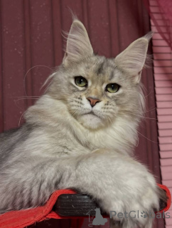 Zdjęcie №3. Maine coony. Wielka Brytania