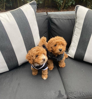 Zdjęcie №2 do zapowiedźy № 138816 na sprzedaż  pies nierasowy - wkupić się Niemcy od żłobka, hodowca