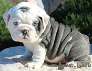 Zdjęcie №3. Angielski Bulldogge Welpen zu verkaufen. Austria
