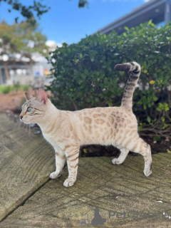 Zdjęcie №2 do zapowiedźy № 152720 na sprzedaż  kot bengalski - wkupić się Szwajcaria 