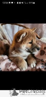 Dodatkowe zdjęcia: Shiba Inu, metryki ZKwP