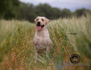 Zdjęcie №2 do zapowiedźy № 11329 na sprzedaż  labrador retriever - wkupić się Kirgistan prywatne ogłoszenie, od żłobka, hodowca