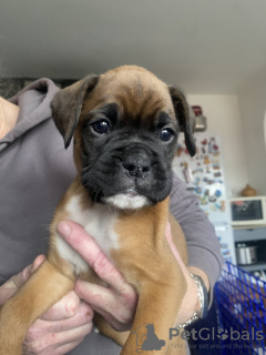 Zdjęcie №2 do zapowiedźy № 131470 na sprzedaż  bokser - wkupić się Belgia prywatne ogłoszenie, hodowca