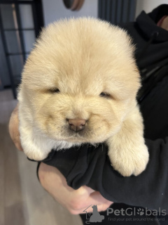 Zdjęcie №4. Sprzedam chow-chow w Norymberga. prywatne ogłoszenie - cena - 2631zł