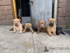 Zdjęcie №1. shar pei - na sprzedaż w Edingen-Neckarhausen | 2153zł | Zapowiedź №169474
