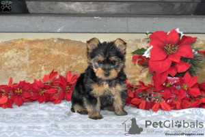 Zdjęcie №1. yorkshire terrier - na sprzedaż w Hannover | 2260zł | Zapowiedź №63838