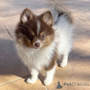 Zdjęcie №1. szpic miniaturowy - na sprzedaż w Berlin | 1913zł | Zapowiedź №136012