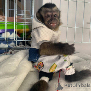 Zdjęcie №2 do zapowiedźy № 161362 na sprzedaż   - wkupić się Wielka Brytania 