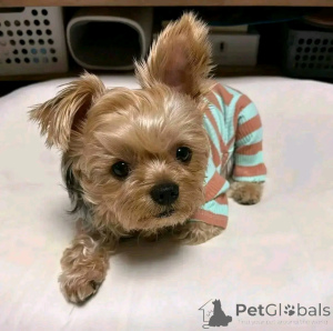 Zdjęcie №3. Yorkshire terrier renrasiga valpar do salu. Finlandia