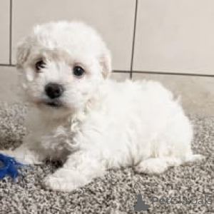 Zdjęcie №1. bichon frise - na sprzedaż w Paryż | 3348zł | Zapowiedź №163323