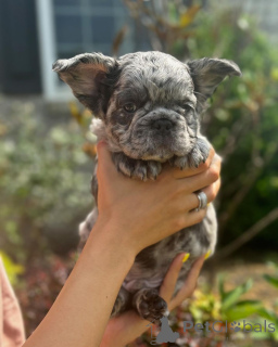 Zdjęcie №2 do zapowiedźy № 150645 na sprzedaż  buldog francuski - wkupić się Niemcy ze schronu, hodowca