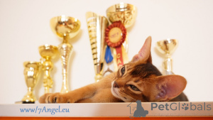 Dodatkowe zdjęcia: Klubowe kocięta abisyńskie