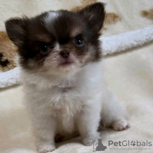 Zdjęcie №2 do zapowiedźy № 126840 na sprzedaż  yorkshire terrier - wkupić się Francja hodowca