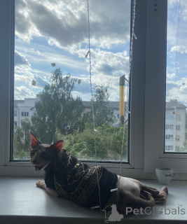 Zdjęcie №2 do zapowiedźy № 147111 na sprzedaż   - wkupić się Białoruś prywatne ogłoszenie