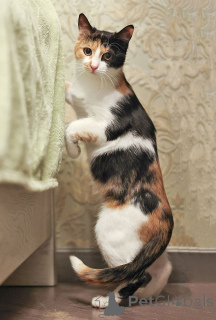 Zdjęcie №4. Sprzedam  w Moskova. prywatne ogłoszenie - cena - Bezpłatny