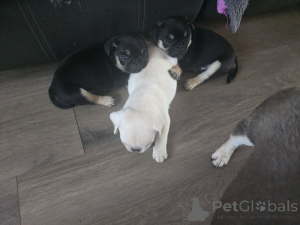 Zdjęcie №1. mops - na sprzedaż w Berlin | negocjowane | Zapowiedź №174710