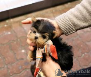 Zdjęcie №2 do zapowiedźy № 55304 na sprzedaż  yorkshire terrier - wkupić się Finlandia 