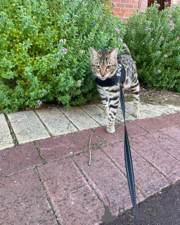 Zdjęcie №1. kot bengalski - na sprzedaż w Rennes | 3588zł | Zapowiedź № 152776