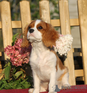 Zdjęcie №1. cavalier king charles spaniel - na sprzedaż w Ryga | 6551zł | Zapowiedź №12540